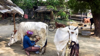 A man milks a cow in a cattle barn. (ANI Photo)