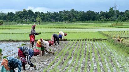 Farmers working in fields (ANI/ File Photo)
