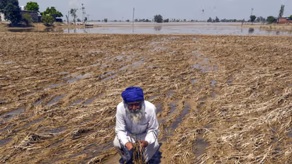 Aftermath of damage to the crop in Kapurthala due to the flood (File Photo/ANI)