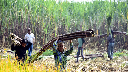 Farmers carry sugarcanes in a field. (File Photo/ANI)