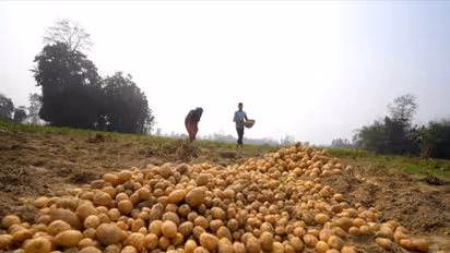 Farmers harvest potatoes in the field (File Photo/ ANI)
