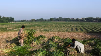 Representative Image (Photo/ Reuters)