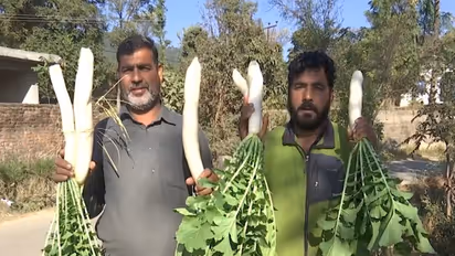 Mehra village in Rajouri district (Photo/ANI)