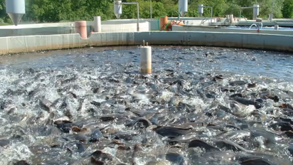 கெண்டை மீன் வளர்ப்பு பற்றி ஒரு முழு அலசல்...