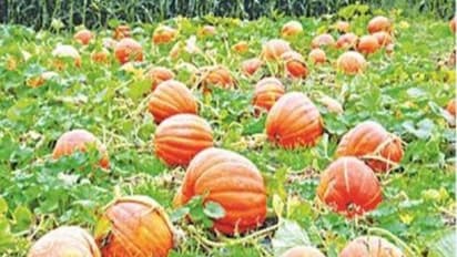 இயற்கை முறையில் பறங்கிக்காய் சாகுபடி செய்வது எப்படி? இதை வாசிங்க தெரியூம்...