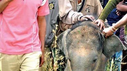 സെല്ഫിയെടുക്കാന് നാട്ടുകാരുടെ തിക്കുംതിരക്കും; ഒടുവില് കുട്ടിയാനയുടെ ജീവനെടുത്തു
