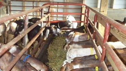 இந்த இரண்டு நோய்களும் ஆடுகளை பெருமளவு தாக்கி ஆபத்தை விளைவிக்கும்…