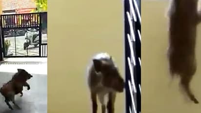 വയനാട്ടിലെ ലോഡ്ജില് കാട്ടുപന്നിയുടെ വിളയാട്ടം (വീഡിയോ)