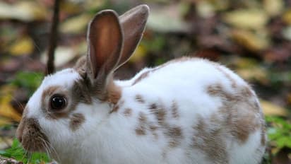 Astrology Tips : ಮೊಲ ಸಾಕೋರು ಈ ತಪ್ಪು ಮಾಡಿದ್ರೆ ಅಶುಭ ಫಲ ನಿಶ್ಚಿತ