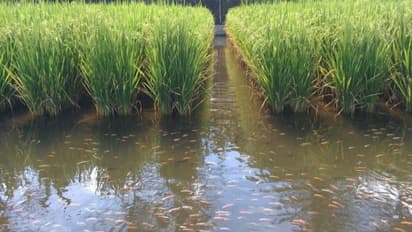 ஒருங்கிணைந்த மீன் வளர்ப்பு - அறிமுகம் முதல் வகைகள் வரை ஒரு அலசல்...