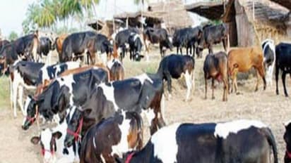 கால்நடைகளை வெகுவாக தாக்கி பெரும் சேதத்தை ஏற்படுத்தும் இந்த நோயை பற்றி தெரியுமா?