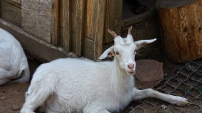 வெள்ளாட்டுப் பாலில் அப்படி என்ன சிறப்புகள் அடங்கியிருக்கு? இதை வாசிங்க தெரியும்...