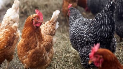 நாட்டுக் கோழிவளர்ப்பில் அதிக குஞ்சுகளைப் பெற இந்த வழிகள் உதவும்…