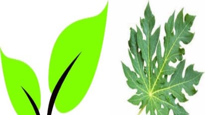 தமிழகத்தை காப்பாற்ற போவது இரட்டை இலையா? பப்பாளி இலையா? சமூக வலைத்தளத்தில் மக்கள் கருத்து..!