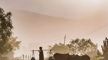 Andhra Pradesh: Pigs take center stage amid Reddy, Kamma feud