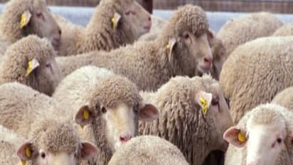 செம்மறி ஆடு வளர்ப்பில் ஈடுபடுவதால் கிடைக்கும் நன்மைகளின் பட்டியல் இதோ...