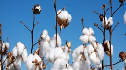 பருத்தியில் பூச்சித் தாக்குதலை எப்படியெல்லாம் தடுக்கலாம்...