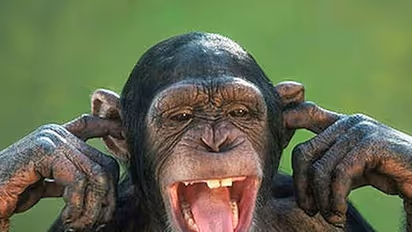 മ​ദ്യപിച്ച് കോണ്‍തെറ്റിയ കുരങ്ങിന്‍റെ വിക്രിയകള്‍