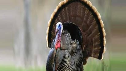 வான்கோழிகளை செயற்கை முறையில் அடைகாக்கும் முறை இதோ...