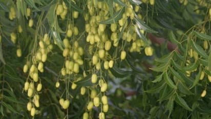 வேப்பங்காயில் அடங்கியுள்ள மருத்துவ நன்மைகளை தெரிஞ்சுக்க இதை வாசிங்க…