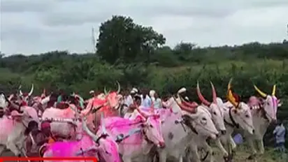 Watch: Drunk man survives after being run over by 5 bullock carts