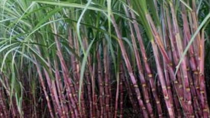 கரும்பு சாகுபடியில் இரு மடங்கு வருவாய் பெற நீடித்த நிலையான சாகுபடி முறை…