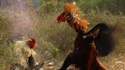 కోడి పందాల నిర్వాహకుల సరికొత్త ఐడియా.. బుల్లెట్ బైక్ ఆఫర్.. ఎక్కడంటే.. 