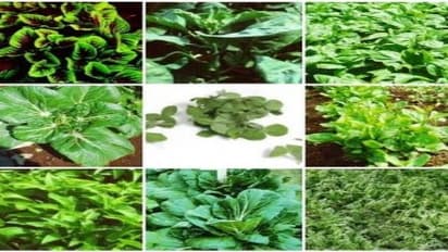 எந்தெந்த பிரச்சனைக்கு எந்தெந்த கீரைகளை சாப்பிட்டால் நல்லது…