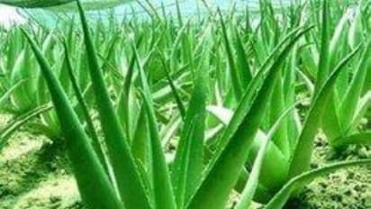 இந்த மூலிகைகளை எல்லாம் நீங்கள் வீட்டிலேயே பயிரிட்டு வளர்க்கலாம்...