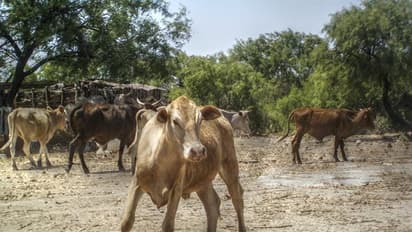 ಅಕ್ರಮ ಗೋ ಸಾಗಾಟ ವೇಳೆ ವಾಹನ ಅಪಘಾತ: ಕೈಕಾಲು ಕಟ್ಟಿ, ಬಾಯಿಗೆ ಟಿಕ್ಸೋ ಬಿಗಿದಿದ್ದ ಕರುಗಳ ರಕ್ಷಣೆ