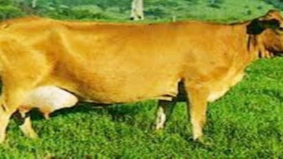 கறவை மாடுகளை தாக்கும் மிக முக்கியமான நோய் இதுதான்…