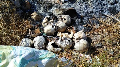 ಕಸದ ರಾಶಿಯಲ್ಲಿ ತಲೆ ಬುರುಡೆಗಳು ಪತ್ತೆ