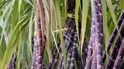 ಸಕ್ಕರೆ ಕಾರ್ಖಾನೆ ಪುನಶ್ಚೇತನ: 40 ವರ್ಷಗಳ ಅವಧಿಗೆ ಟೆಂಡರ್