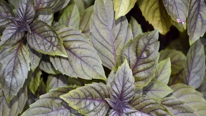 உங்களுக்குத் தெரியுமா? நுரையீரலில் வறட்சி ஏற்படாமல் இருக்க சளி இயற்கையாகவே உடலில் சுரக்கிறது…