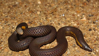 सांप को मारने की कोशिश में  खुद ही मर गई महिला