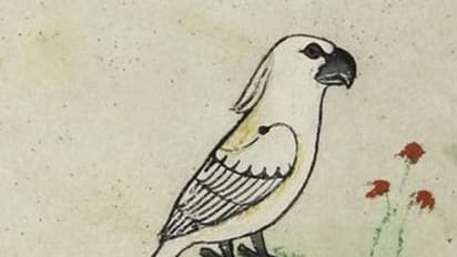 പതിമൂന്നാം നൂറ്റാണ്ടിലെ തത്ത എങ്ങനെയിരിക്കും?