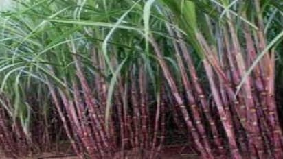 சொட்டு நீர்ப் பாசனத்தைவிட நீர் சேமிப்புக்கு ஒர் சிறந்த முறை. “நீலத்தடி நீர்பாசன முறை”