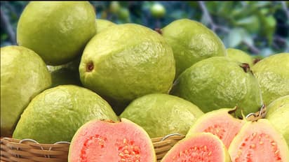 ദിവസവും ഓരോ 'പേരയ്ക്ക' കഴിക്കൂ; പലതുണ്ട് ​ഗുണങ്ങൾ