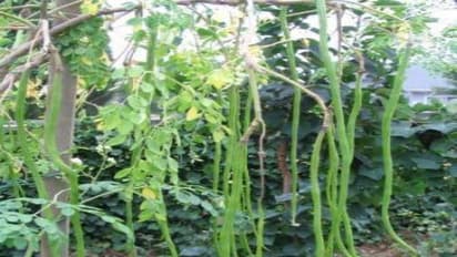 முருங்கையை நல்ல முறையில் பராமரித்தால் 8 ஆண்டுகள் வரை நல்ல மகசூல் பார்க்கலாம்…