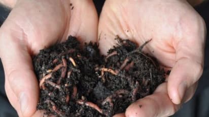 மண் புழு உரம் தயாரிக்கும்போது இவற்றில் எல்லாம் மிகுந்த கவனம் செலுத்தணும்...