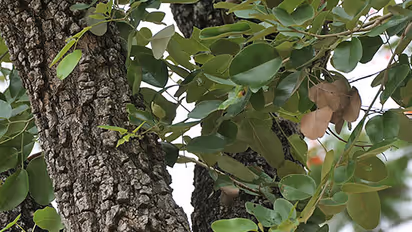 Curious case of now 'relaxed' red sanders export norms