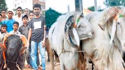 Baahubali, Jangli Pailwan, Sulthan arrive in City for Bakrid