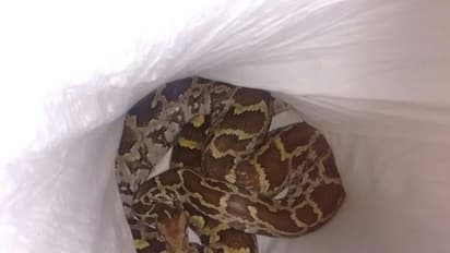 Bengaluru: 8.5-foot python causes panic in Sai Baba ashram