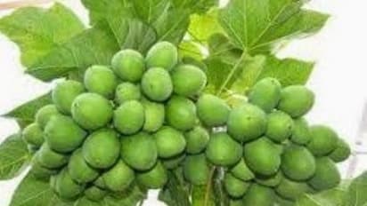 பயோ டீசல் தயாரிக்க உதவும் காட்டாமணக்கு சாகுபடி தொழில்நுட்பம் இதோ...