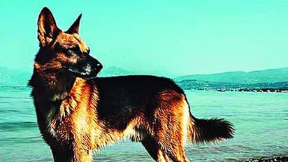 ಬಾಡಿಗೆಗೆ ಶ್ವಾನಗಳು ಲಭ್ಯ!