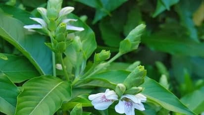 மூச்சுத் திணறலை உடனே தீர்க்கும் சக்தி ஆடாதொடை மூலிகைக்கு உண்டு. எப்படி பயன்படுத்த வேண்டும்?