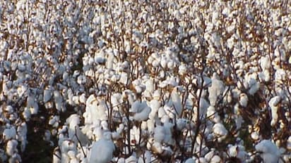 பருத்தி சாகுபடியில் மகசூலை அதிகரிக்க இப்படியொரு வழி இருக்கு...