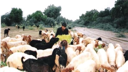 வெள்ளாடுகளுக்கு எவ்வளவு தீவனம் தேவைப்படுகிறது என்பதை தெரிந்து கொடுத்தால் நல்ல லாபம் பார்க்கலாம்...