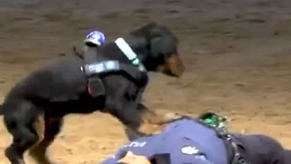 പരിശീലകന് സിപിആര് കൊടുക്കുന്ന നായ; ഹൃദയസ്പര്ശിയായ വീഡിയോ