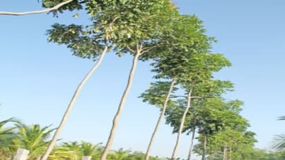 இயற்கை முறையில் மகோகனி மரத்தை சாகுபடி செய்வது எப்படி?